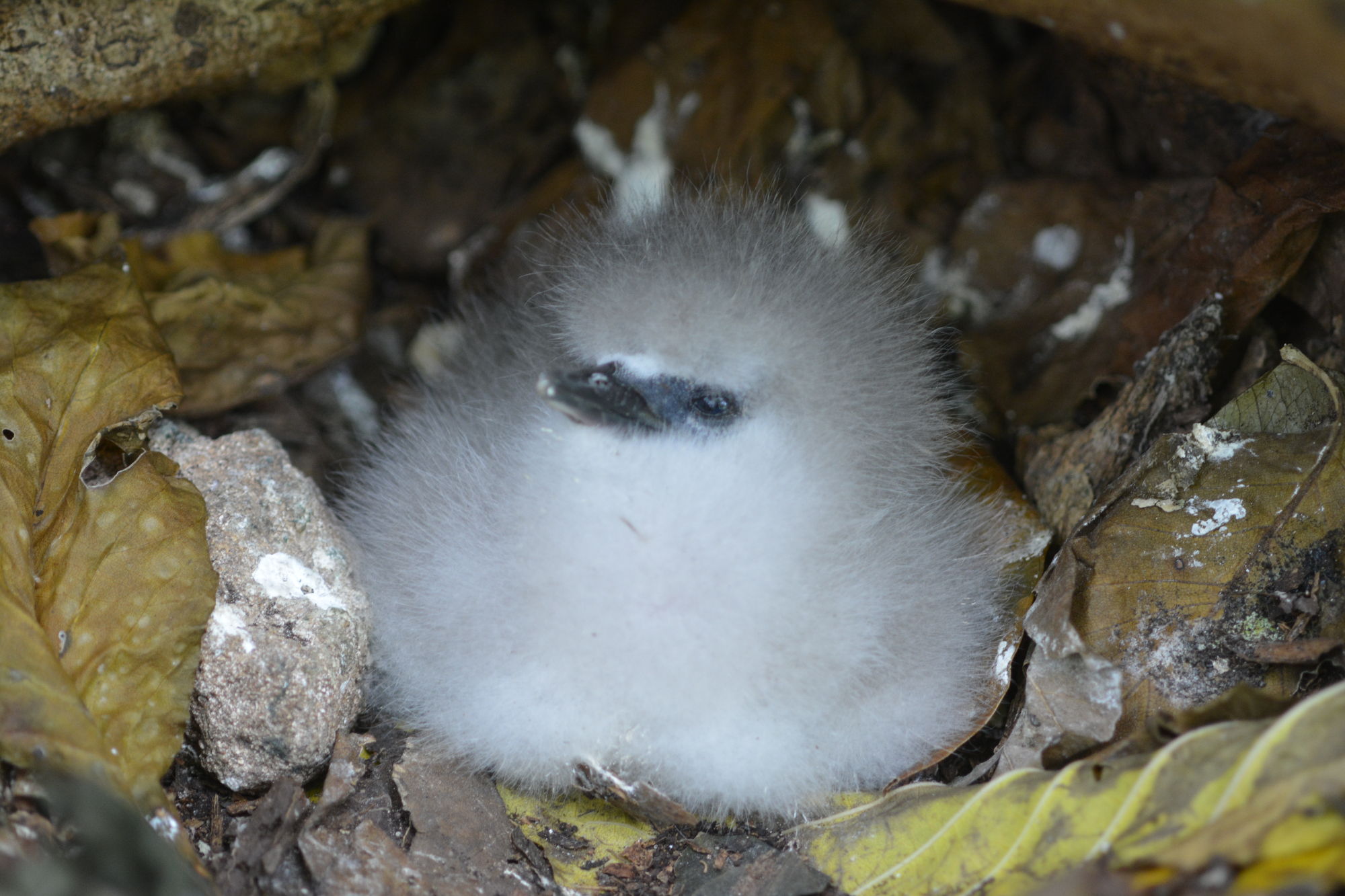 Ein sehr tempramentvolles Kücken vom Weißschwanz-Tropikvogel (Seychellen)